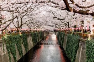 Japan Sakura Bloom