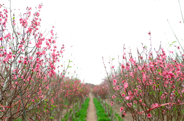 Best Month to Visit Vietnam- Cherry (peach) flowers blossom in Nhat Tan garden