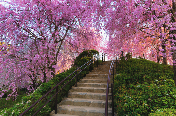 Best Season to Travel in Japan-Pink Sakura Blossom