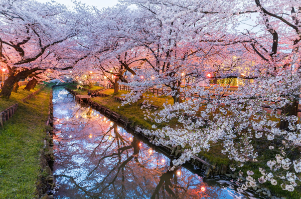 Best Season to Travel in Japan-Spring